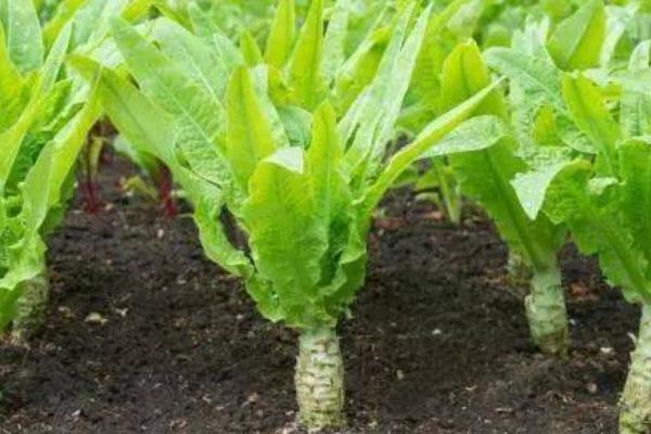 莴苣的育苗方法，不同季节种植选用不同的品种