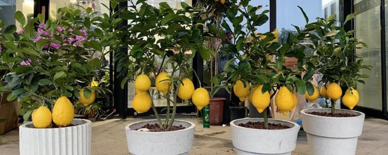 柠檬盆栽技术，生长发育中需要较多的水分