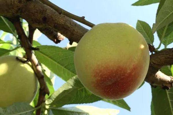 6月成熟的桃子有哪些品种，常见以下6种