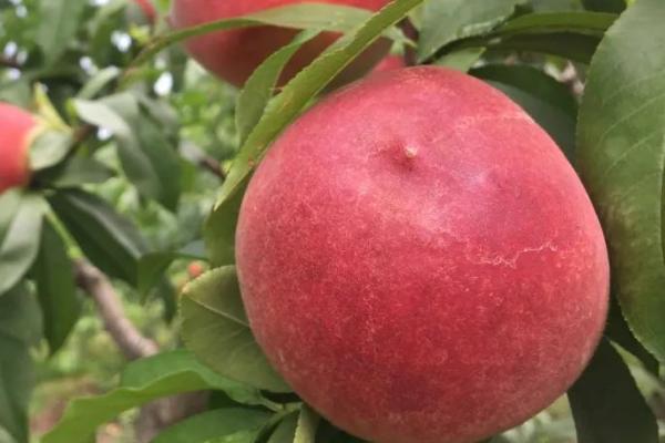 6月成熟的桃子有哪些品种，常见以下6种