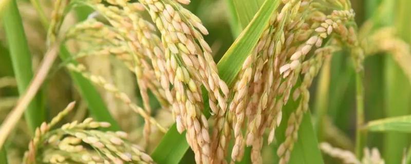 稆两优质美水稻品种的特性，注意防治各种病虫害