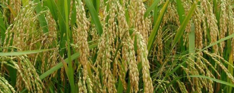 盐糯20水稻种子介绍，每亩有效穗数20.1万穗
