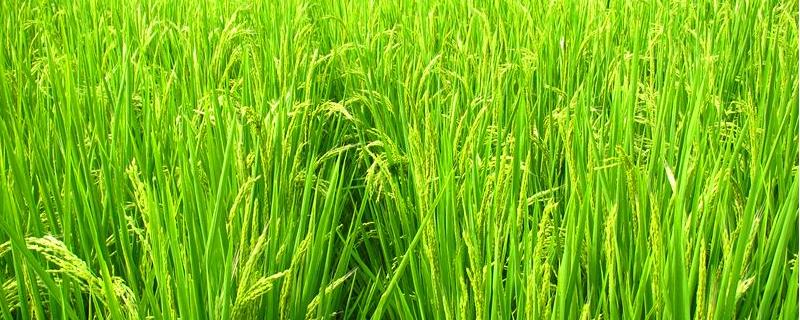 两优151水稻种简介，每亩有效穗数18.6万穗