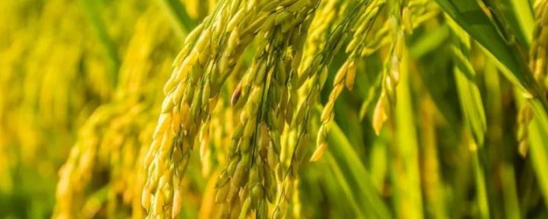 留香优11香水稻种子介绍，每亩有效穗数17.6万穗