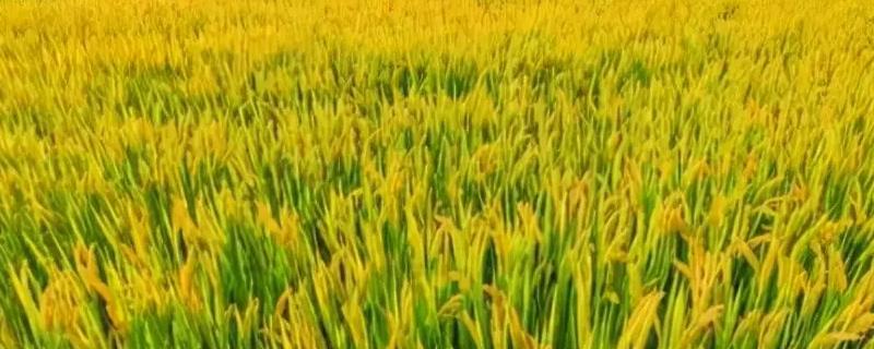 之两优2号水稻种简介，每亩插足基本苗8万以上
