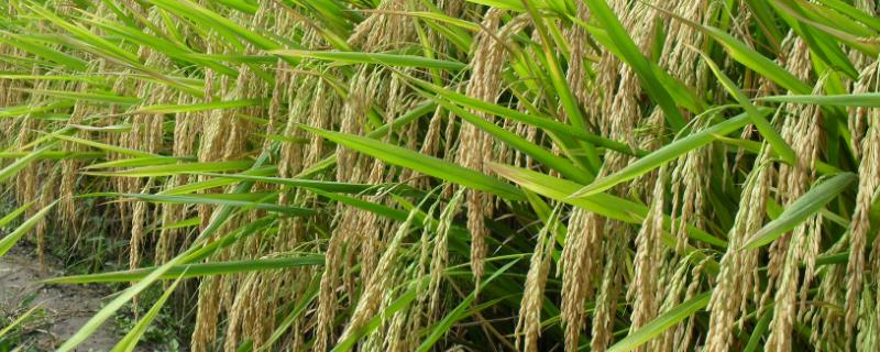 泰优油香水稻品种简介，每亩有效穗数21.4万穗