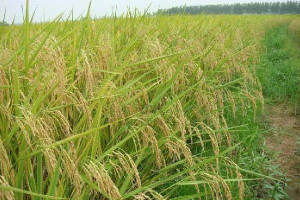 留香优11香水稻种子介绍，每亩有效穗数17.6万穗