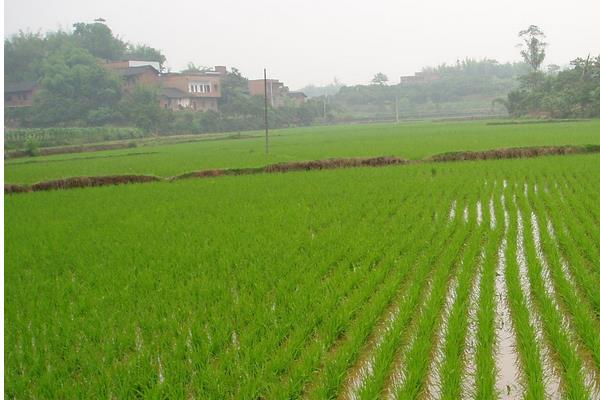 徽两优989水稻种子介绍，籼型两系杂交水稻品种