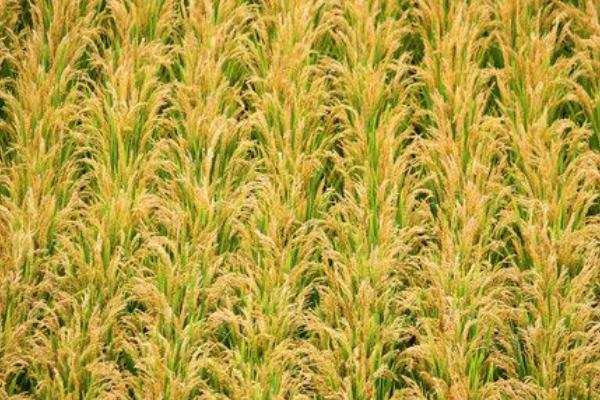 功两优九香水稻品种的特性，每亩插足基本苗6万以上