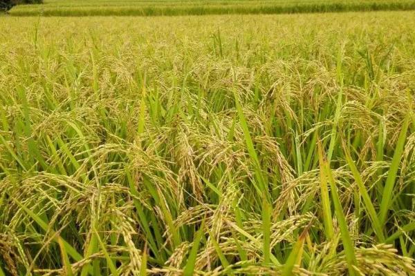 两优301水稻种子简介，一般4月下旬至5月中旬播种