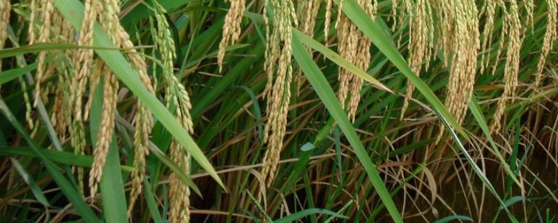 钢两优1314水稻品种的特性，秧田播种量每亩10.0千克