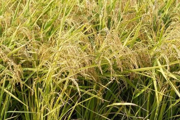 钢两优1314水稻品种的特性，秧田播种量每亩10.0千克