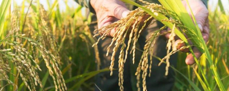 功两优九香水稻品种的特性，每亩插足基本苗6万以上