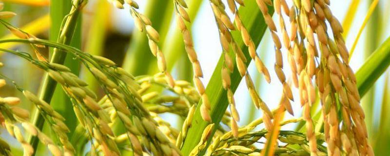 荃优91水稻种子特点，一般3月下旬至4月中旬播种