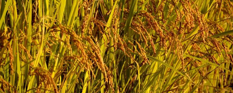 巧两优丝苗水稻品种简介，中抗稻瘟病