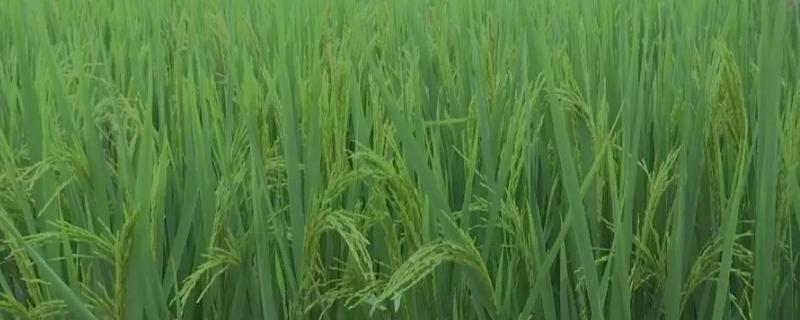 鹏优5627水稻种简介，一般3月上旬至4月下旬播种