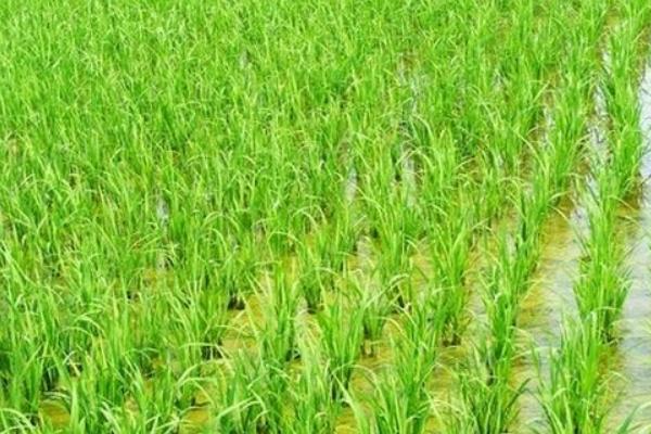华浙优261水稻种简介，每亩插足基本苗2万以上