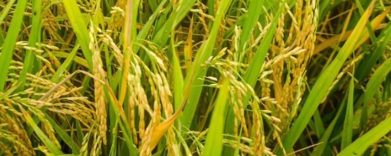 扬泰优1521水稻种子简介，籼型三系杂交水稻品种