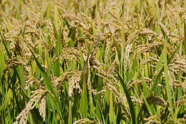 黄广农占水稻种子特点，每亩插足基本苗2万以上