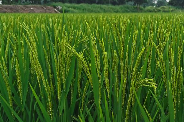 健优银丝苗水稻种子特征特性，每亩有效穗数23.8万穗