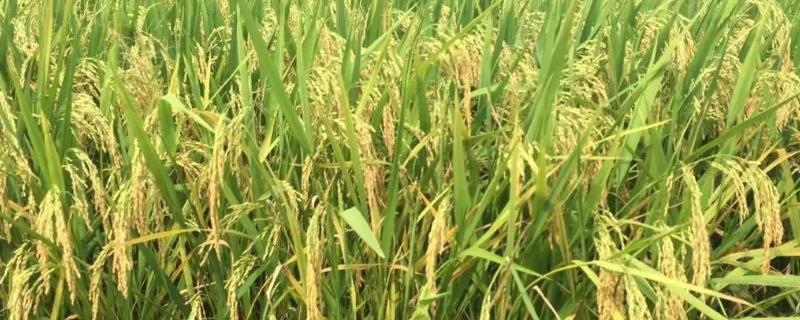 华浙优261水稻种简介，每亩插足基本苗2万以上