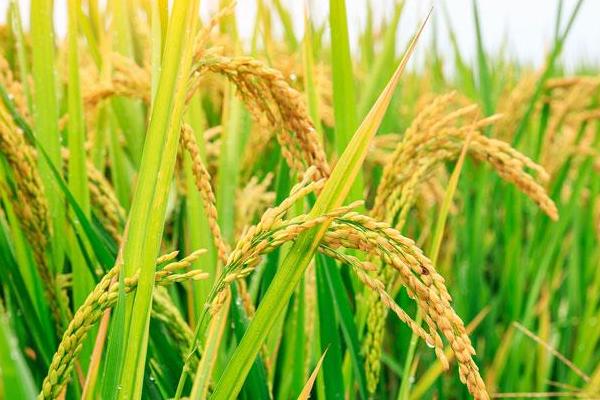 筑优110水稻品种简介，每亩插足基本苗7万以上