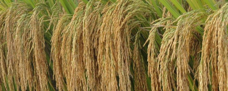 筑优110水稻品种简介，每亩插足基本苗7万以上