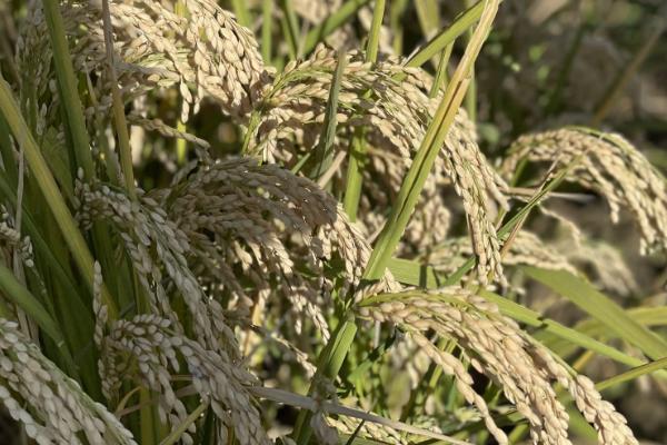 九优83水稻种子特点，每亩有效穗数15.0万穗