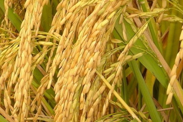 垦研928水稻品种的特性，普通粳稻品种