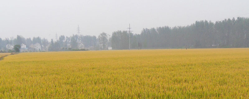 东富159水稻品种的特性，普通粳稻品种