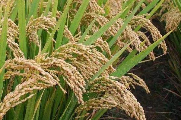 龙庆粳4水稻品种的特性，该品种主茎12片叶