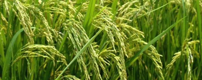 垦研928水稻品种的特性，普通粳稻品种