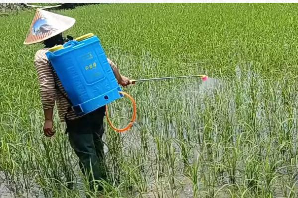 秧苗坐蔸用什么药，先找准原因再施药