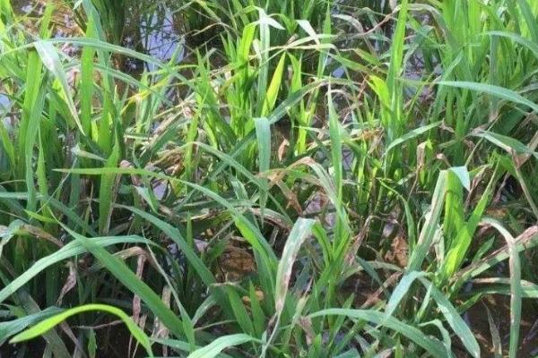 秧苗坐蔸用什么药，先找准原因再施药