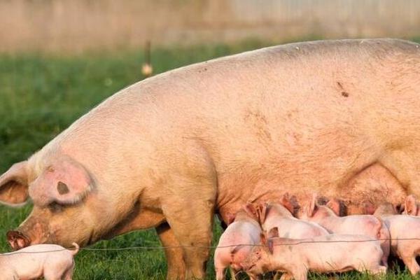 怎么解决母猪二胎不发情，可增加饲喂量和喂食优质饲料等