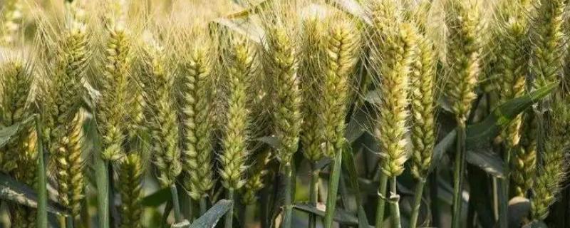 马兰7号小麦品种简介，足墒播种