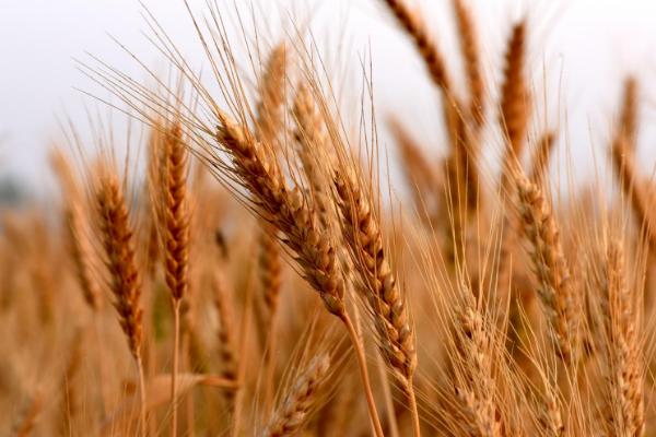 金田麦1号小麦种子特征特性，平均生育期238天