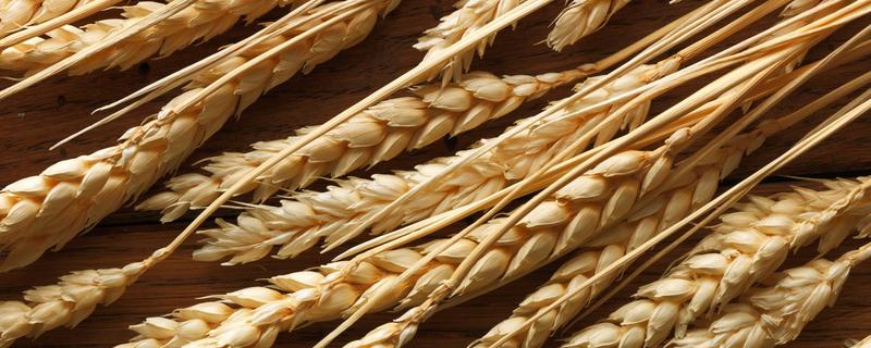 和麦33小麦种子介绍，足墒播种