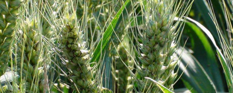 金田麦1号小麦种子特征特性，平均生育期238天