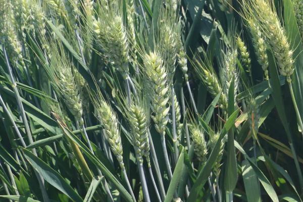 河农6133小麦品种的特性，每亩适宜基本苗20～23万