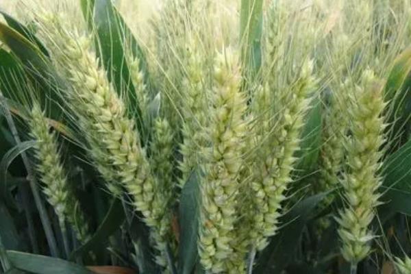 和麦33小麦种子介绍，足墒播种