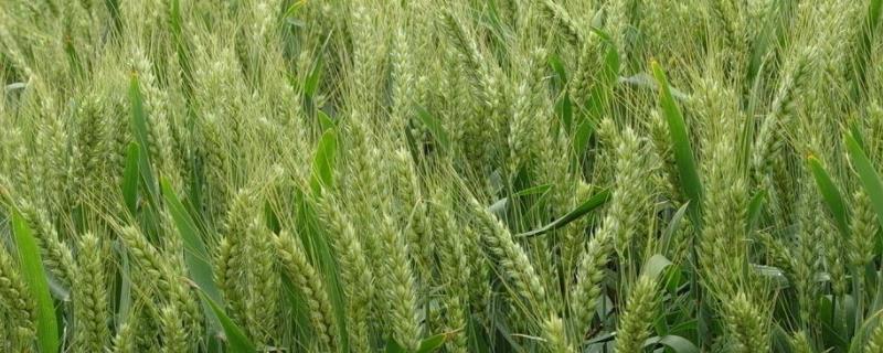 河农6133小麦品种的特性，每亩适宜基本苗20～23万