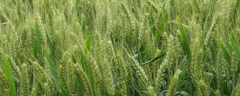 河农6133小麦品种的特性，每亩适宜基本苗20～23万