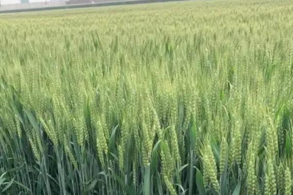 邢麦26小麦品种简介，适宜播期为10月6日～18日