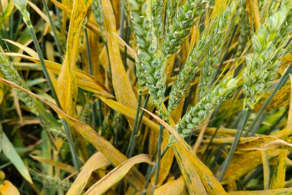 邯麦20小麦种子特征特性，高肥田适当降低播种量