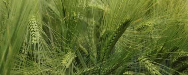 邢麦26小麦品种简介，适宜播期为10月6日～18日