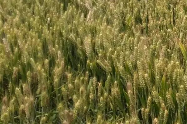 中麦31小麦种简介，适宜播期为10月5日～15日