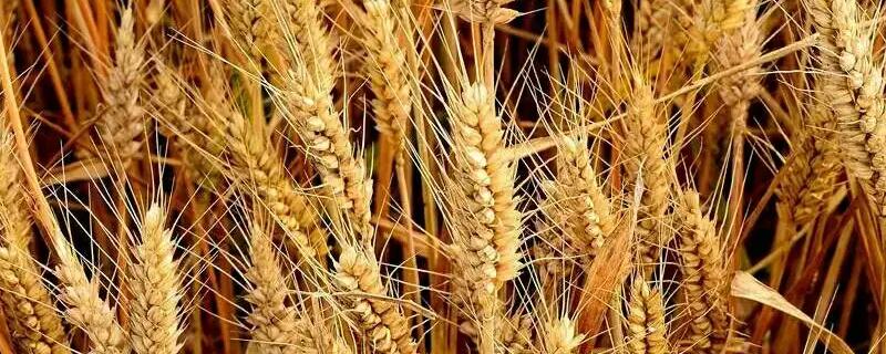 科农8162小麦种子特点，平均生育期239天