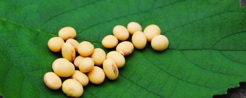 冀青豆1号大豆种子简介，夏播特用大豆品种