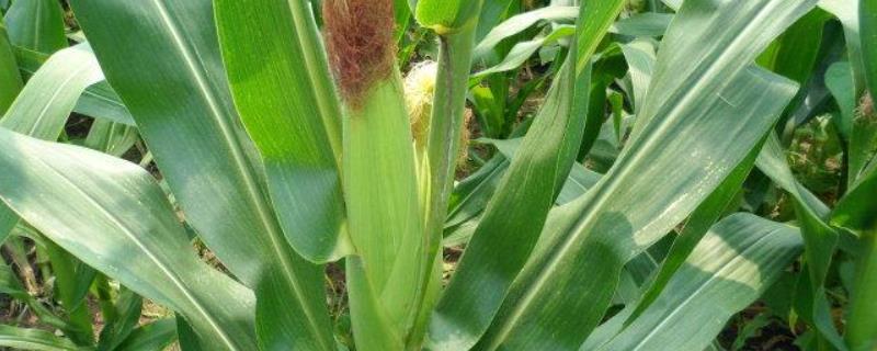 德瑞3号玉米品种的特性，注意防治矮花叶病